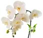 Preview: höhenverstellbarer Orchideenstab, Schmetterling (weiß-grün)